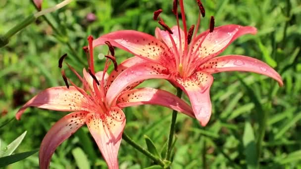 Beautiful Sunny Fresh Garden Ornamental Flower Lily Lawn — Stock Video