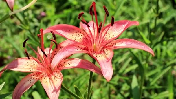 Hermoso Jardín Fresco Soleado Flor Ornamental Lirio Césped — Vídeos de Stock