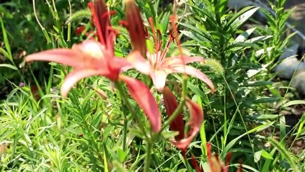 芝生の上の美しい日当たりの良い新鮮な庭装飾花ユリ — ストック動画