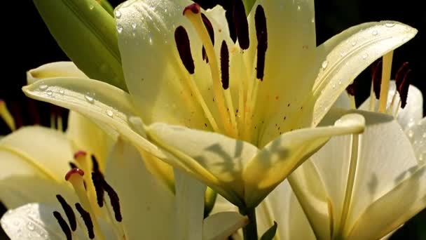 Bonito Ensolarado Jardim Fresco Ornamental Flor Lírio Gramado — Vídeo de Stock