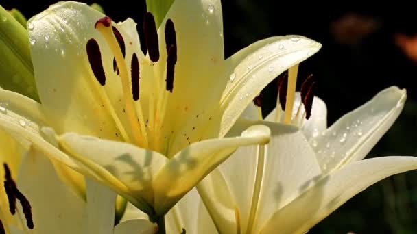 Gyönyörű Napsütéses Friss Kerti Dísznövény Virág Lily Gyepen — Stock videók