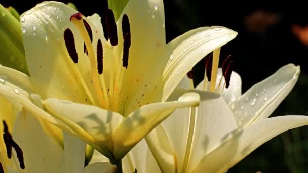 Schöne Sonnige Frische Garten Zierblume Lilie Auf Dem Rasen — Stockvideo