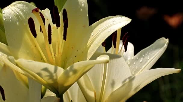 Hermoso Jardín Fresco Soleado Flor Ornamental Lirio Césped — Vídeo de stock