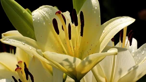 Hermoso Jardín Fresco Soleado Flor Ornamental Lirio Césped — Vídeos de Stock