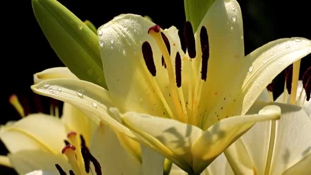 Hermoso Jardín Fresco Soleado Flor Ornamental Lirio Césped — Vídeos de Stock