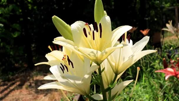 美丽阳光明媚的花园观赏花百合在草坪上 — 图库视频影像