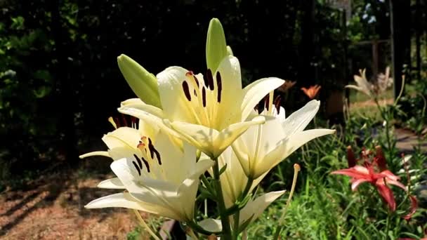 美丽阳光明媚的花园观赏花百合在草坪上 — 图库视频影像