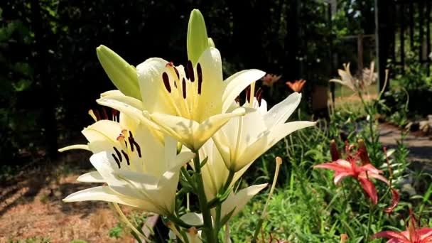 Hermoso Jardín Fresco Soleado Flor Ornamental Lirio Césped — Vídeo de stock