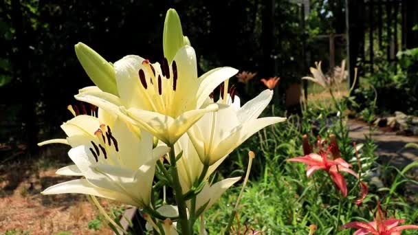 Schöne Sonnige Frische Garten Zierblume Lilie Auf Dem Rasen — Stockvideo