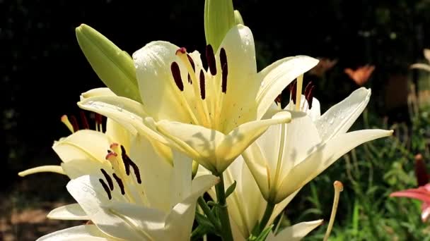 Hermoso Jardín Fresco Soleado Flor Ornamental Lirio Césped — Vídeos de Stock