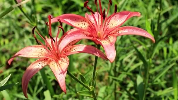 Vackra Soliga Färska Trädgård Prydnads Blomma Lilja Gräsmattan — Stockvideo