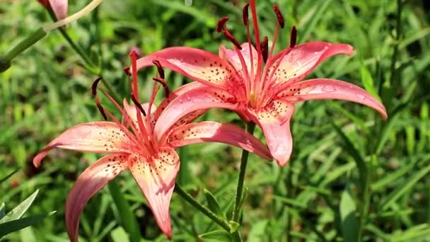 Hermoso Jardín Fresco Soleado Flor Ornamental Lirio Césped — Vídeo de stock