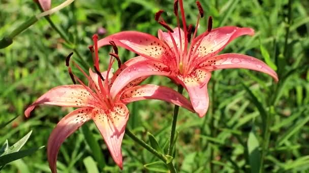 Gyönyörű Napsütéses Friss Kerti Dísznövény Virág Lily Gyepen — Stock videók