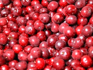 Olgun nemli taze berry kiraz işlenmeye hazır