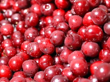 Olgun nemli taze berry kiraz işlenmeye hazır