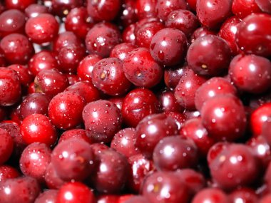 Olgun nemli taze berry kiraz işlenmeye hazır