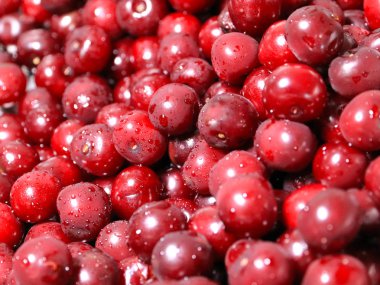 Olgun nemli taze berry kiraz işlenmeye hazır