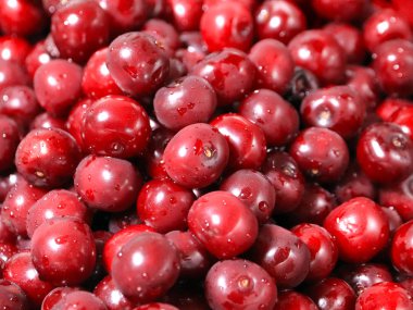 Olgun nemli taze berry kiraz işlenmeye hazır