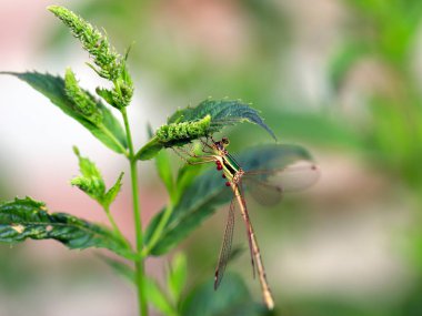 yusufçuk bir bahçe bitki nane yaprakları ile bir dal üzerinde oturur