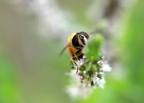 the bee collects the nectar from the flower