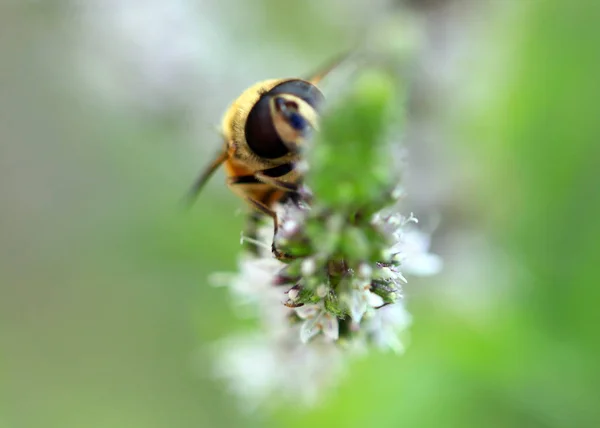 蜜蜂从花中收集花蜜 — 图库照片