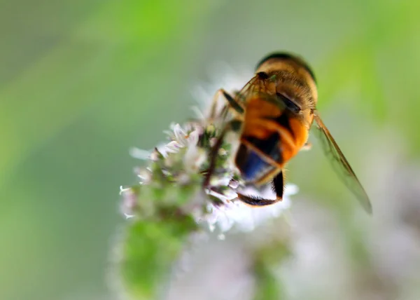 Пчела Пчела Цветка — стоковое фото