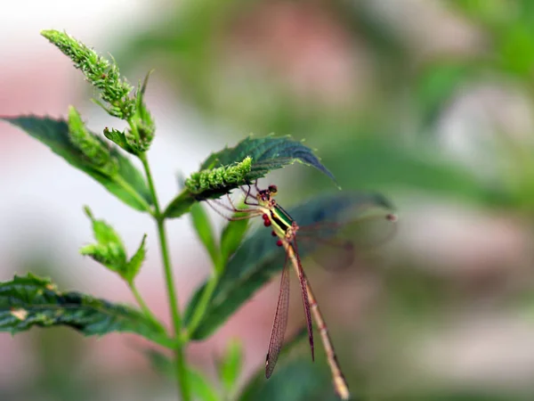 Dragonfly Zit Een Tak Met Bladeren Van Een Munt Tuinplant — Stockfoto