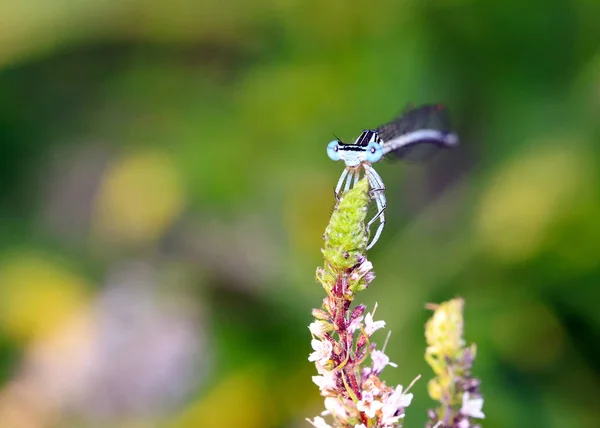 Libélula Sienta Una Rama Con Hojas Una Planta Jardín Menta — Foto de Stock