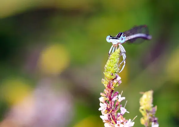 Dragonfly Sitter Gren Med Blad Trädgårds Växt Mint — Stockfoto