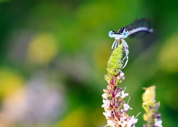 Dragonfly Sits Branch Leaves Garden Plant Mint — Stock Photo, Image