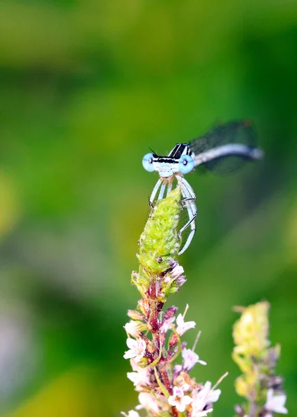 Dragonfly Sedí Větve Listy Máty Zahradní Rostlina — Stock fotografie