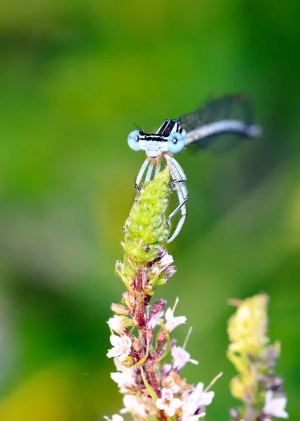 Dragonfly Sits Branch Leaves Garden Plant Mint — Stock Photo, Image