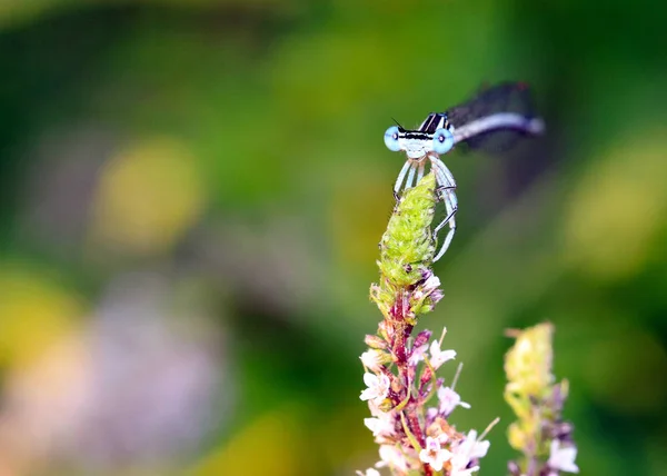 Libélula Sienta Una Rama Con Hojas Una Planta Jardín Menta —  Fotos de Stock