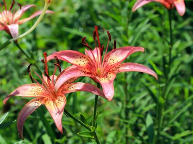 güzel nazik hassas lily çiçekler'ın bahçesinde