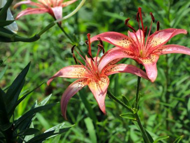 güzel nazik hassas lily çiçekler'ın bahçesinde