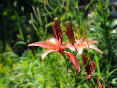güzel nazik hassas lily çiçekler'ın bahçesinde