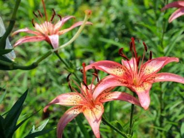 güzel nazik hassas lily çiçekler'ın bahçesinde