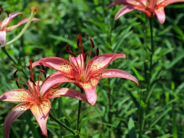 güzel nazik hassas lily çiçekler'ın bahçesinde