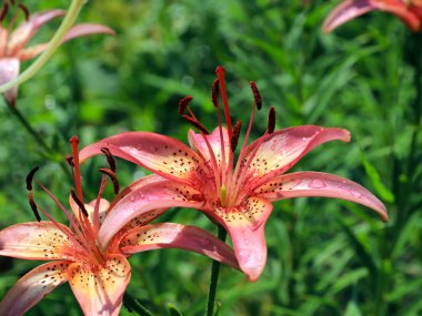 güzel nazik hassas lily çiçekler'ın bahçesinde