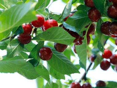 olgun parlak kırmızı tatlı kiraz meyveleri bir ağacın dalları üzerinde