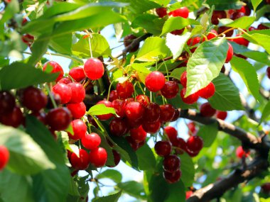 olgun parlak kırmızı tatlı kiraz meyveleri bir ağacın dalları üzerinde