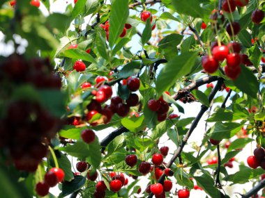 olgun parlak kırmızı tatlı kiraz meyveleri bir ağacın dalları üzerinde