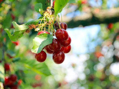 olgun parlak kırmızı tatlı kiraz meyveleri bir ağacın dalları üzerinde