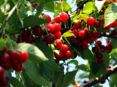 olgun parlak kırmızı tatlı kiraz meyveleri bir ağacın dalları üzerinde