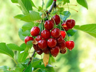 olgun parlak kırmızı tatlı kiraz meyveleri bir ağacın dalları üzerinde