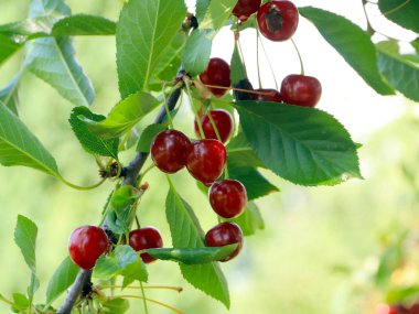 olgun parlak kırmızı tatlı kiraz meyveleri bir ağacın dalları üzerinde