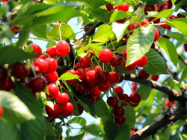 olgun parlak kırmızı tatlı kiraz meyveleri bir ağacın dalları üzerinde