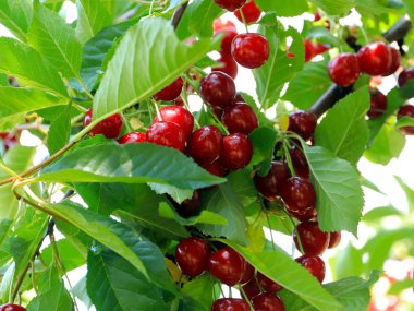 olgun parlak kırmızı tatlı kiraz meyveleri bir ağacın dalları üzerinde