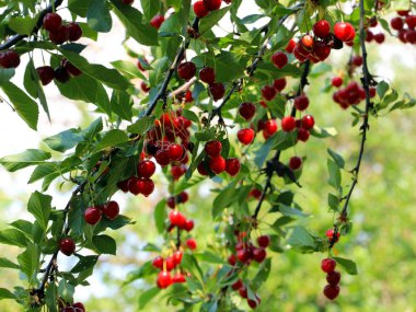 olgun parlak kırmızı tatlı kiraz meyveleri bir ağacın dalları üzerinde