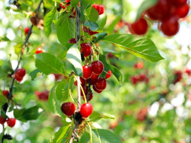 olgun parlak kırmızı tatlı kiraz meyveleri bir ağacın dalları üzerinde